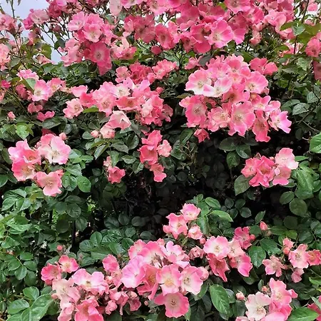 Malvista Alloggio per agriturismo San Sebastiano Curone