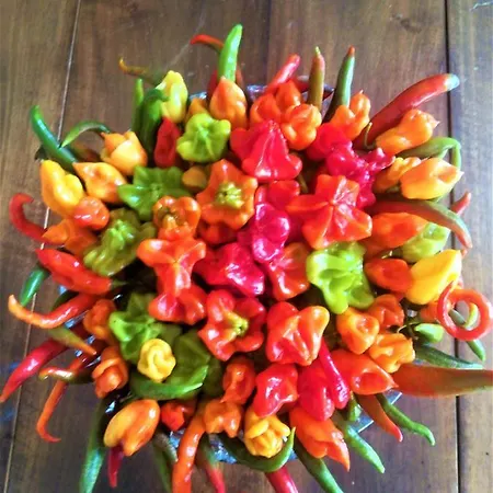 Malvista Κατάλυμα σε φάρμα *