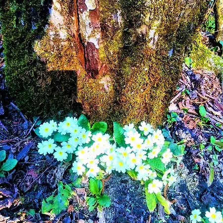 Malvista * San Sebastiano Curone