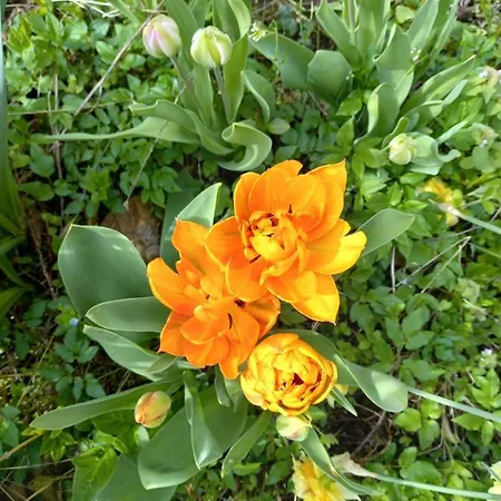 Malvista Alloggio per agriturismo *