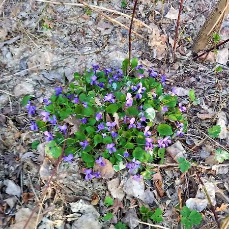 Malvista San Sebastiano Curone
