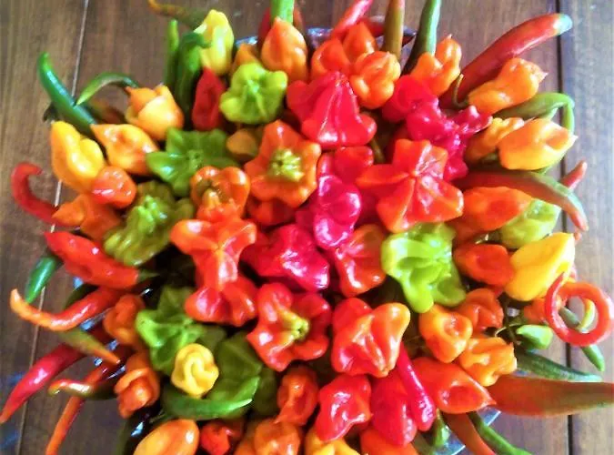 Malvista 팜스테이 *