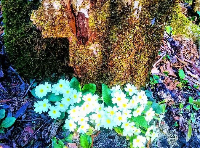 Malvista * 산세바스티아노쿠로네