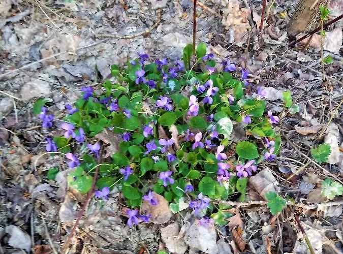 Malvista 산세바스티아노쿠로네